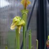 Sarracenia flava