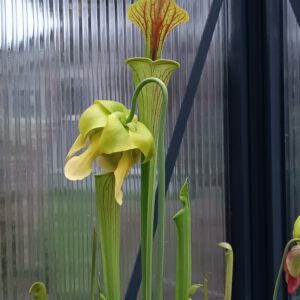 Sarracenia flava