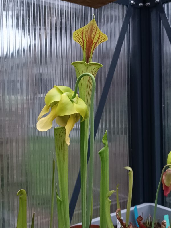 Sarracenia flava