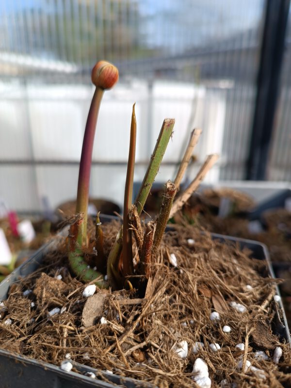 Sarracenia flava (unbestimmt)