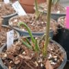 S. flava var Maxima all green_ austreibed