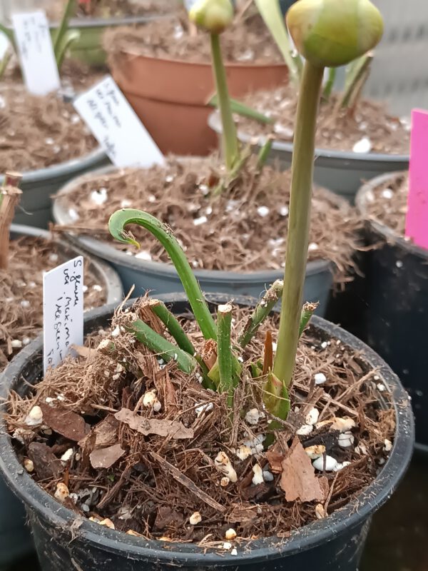 S. flava var Maxima all green_ austreibed