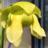 Sarracenia flava Blüte