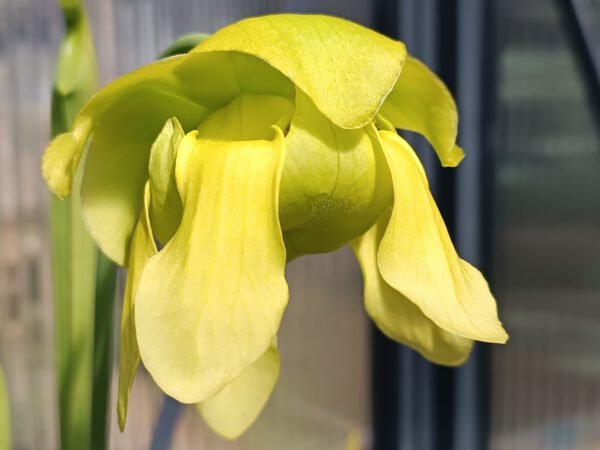 Sarracenia flava Blüte