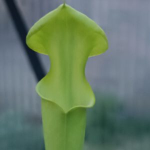 S. flava var. maxima Large Green Form