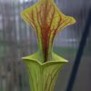Sarracenia flava