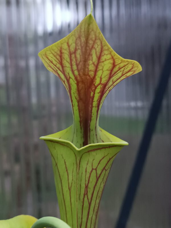 Sarracenia flava