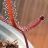 Drosera binata 'burgundy'