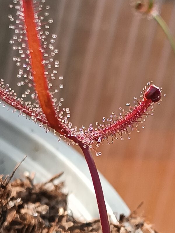 Drosera binata 'burgundy'