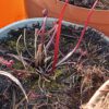 Drosera binata burgundy