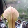 S. rubra ssp wherryi tibbie_1 Sarracenia rubra ssp. Wherryi Tibbie