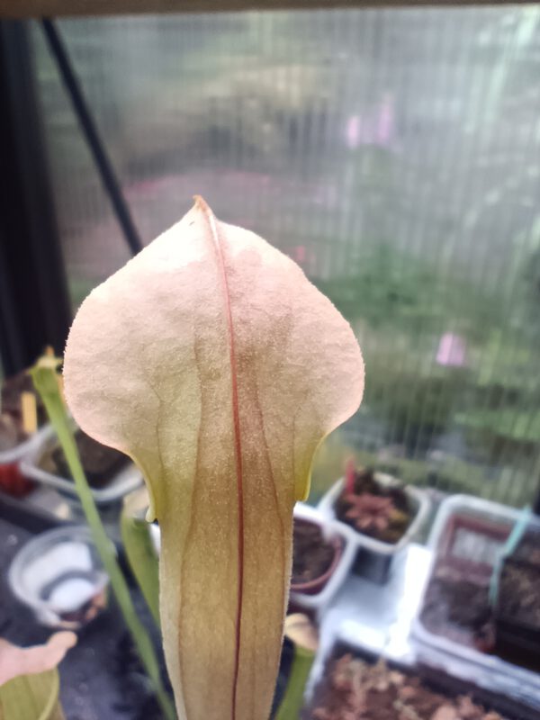 S. rubra ssp wherryi tibbie_1 Sarracenia rubra ssp. Wherryi Tibbie