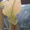Sarracenia rubra ssp. Wherryi Tibbie Sarracenia rubra ssp. Wherryi Tibbie