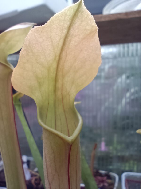 Sarracenia rubra ssp. Wherryi Tibbie Sarracenia rubra ssp. Wherryi Tibbie