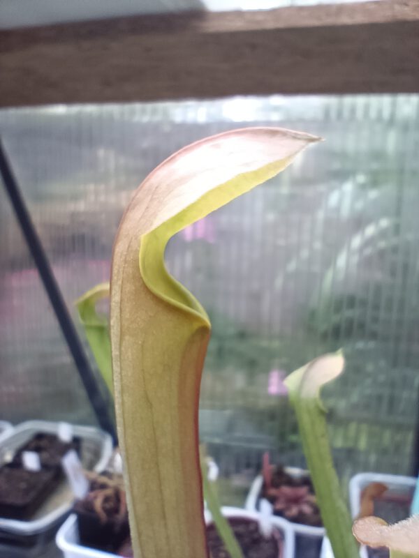 S. rubra ssp wherryi tibbie_3 Sarracenia rubra ssp. Wherryi Tibbie