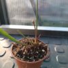 Sarracenia rubra ssp. 'Jonesii'