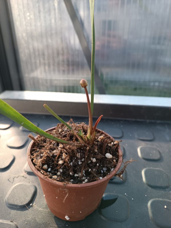 Sarracenia rubra ssp. 'Jonesii'