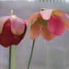 Sarracenia rubra ssp. 'Jonesii'