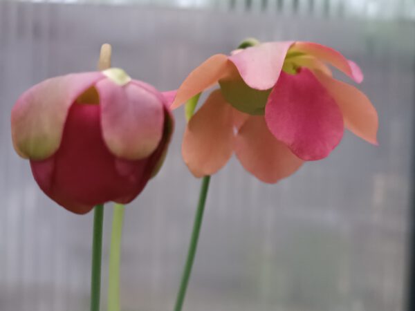 Sarracenia rubra ssp. 'Jonesii'