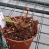 Sarracenia rubra ssp. 'Jonesii'