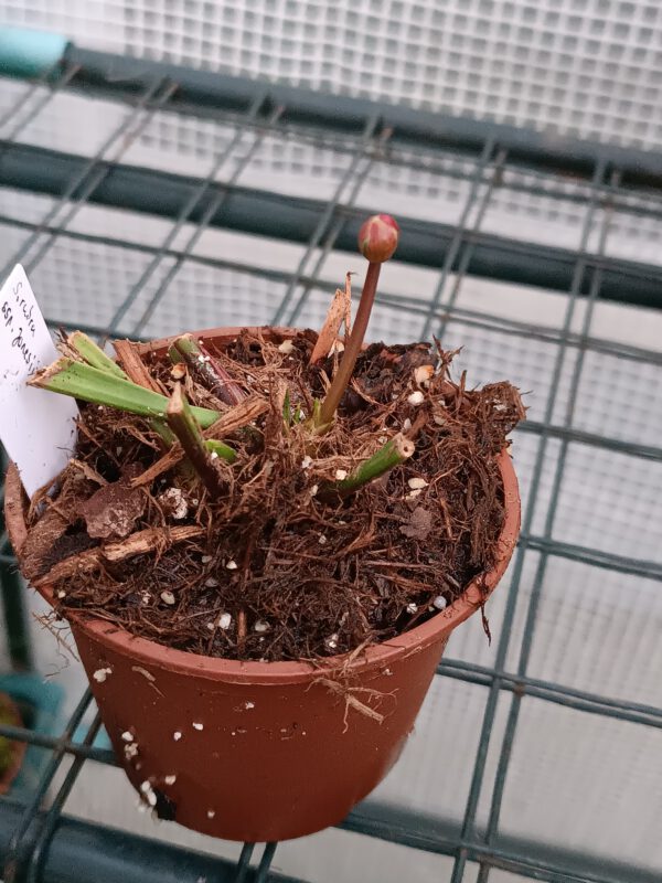 Sarracenia rubra ssp. 'Jonesii'