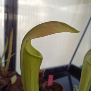 Sarracenia rubra ssp. 'Jonesii'
