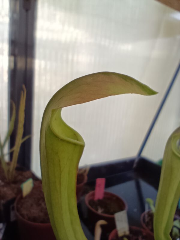 Sarracenia rubra ssp. 'Jonesii'