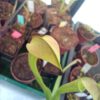 Sarracenia rubra ssp. 'Jonesii'