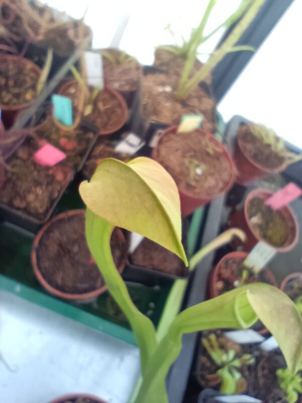 Sarracenia rubra ssp. 'Jonesii'