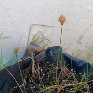 Eriophorum russeolum