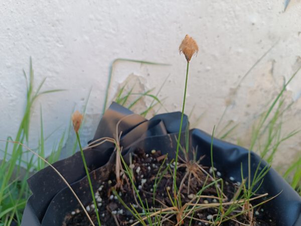 Eriophorum russeolum Eriophorum russeolum