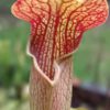 Sarracenia alata Stone County Sarracenia alata Stone County