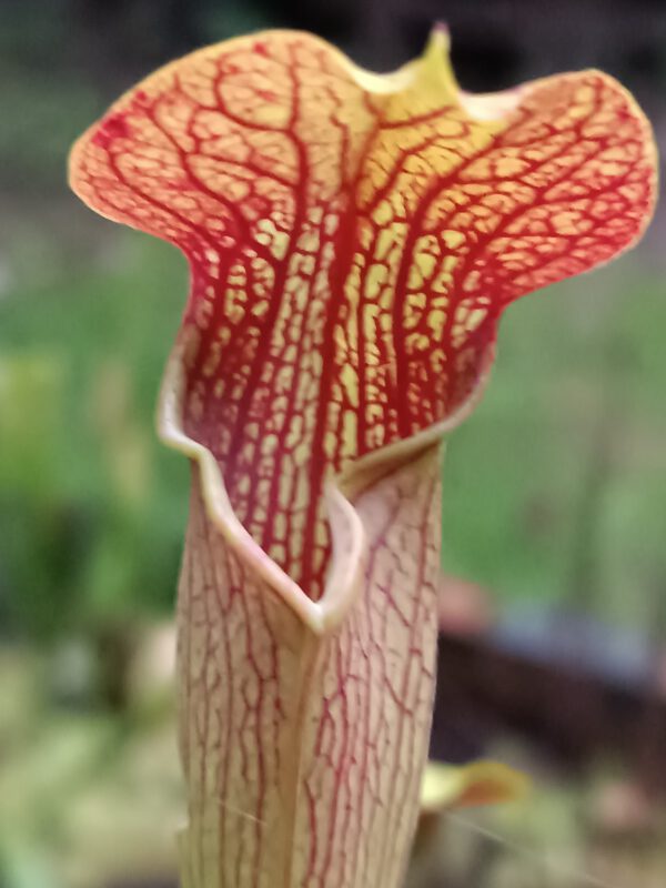 Sarracenia alata Stone County Sarracenia alata Stone County
