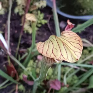 Sarracenia alata Stone County