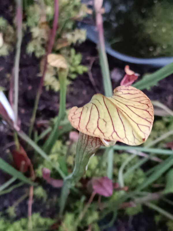Sarracenia alata Stone County Sarracenia alata Stone County