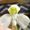 Utricularia nephrophylla White Flower