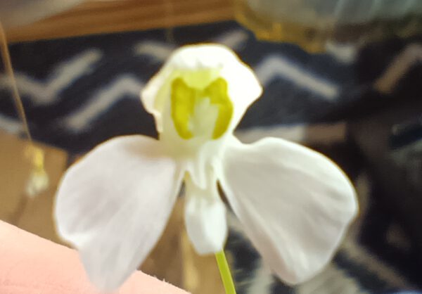 Utricularia nephrophylla White Flower