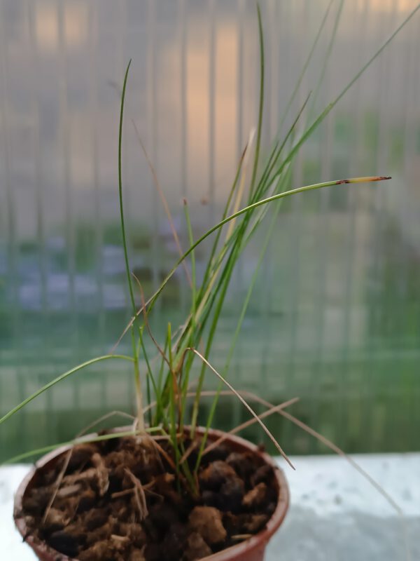 E. vaginatum Eriophorum vaginatum
