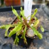 D muscipula schuppenstiel größe L Dionaea muscipula schuppenstiel größe L