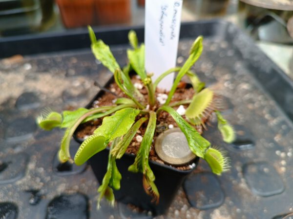 D muscipula schuppenstiel größe L Dionaea muscipula schuppenstiel größe L