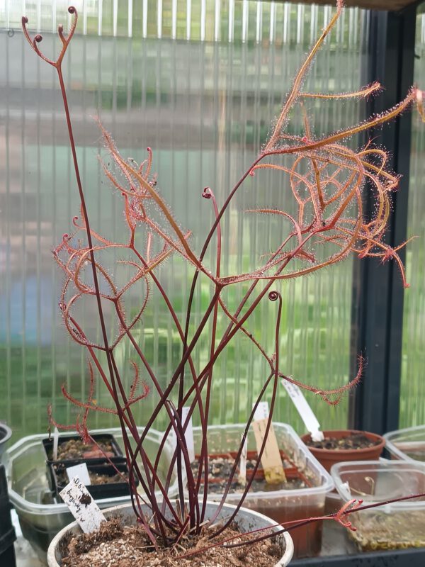D. binata burgundii Drosera binata burgundy