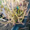 Drosera binata Ghost