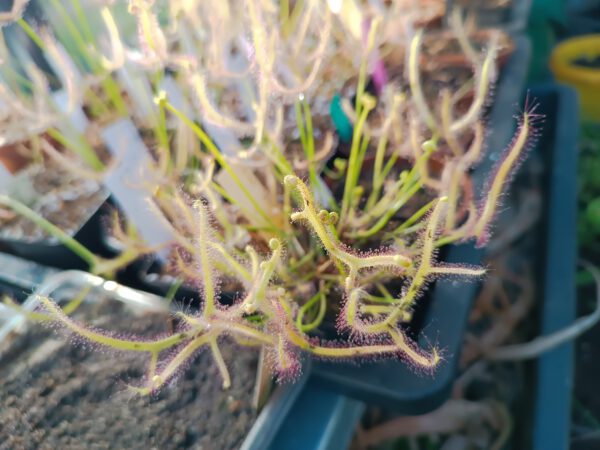Drosera binata Ghost