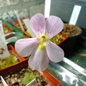 Pinguicula x Florian Blüte