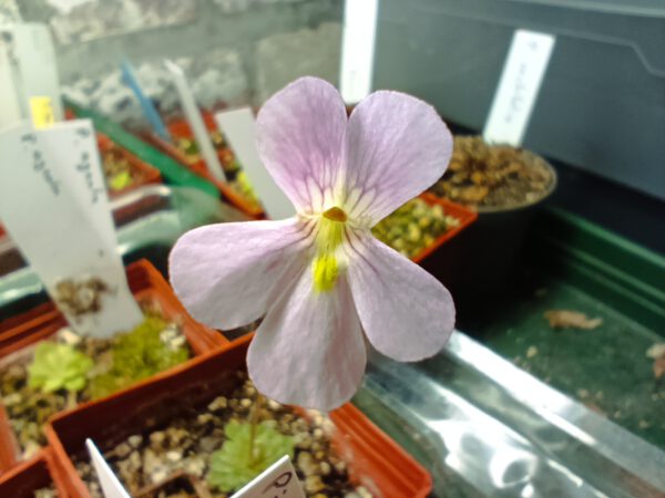 P. Florian blüte Pinguicula x Florian Blüte