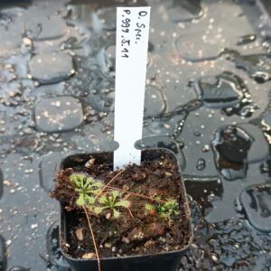 Drosera Spezies Mix P.999.5.11