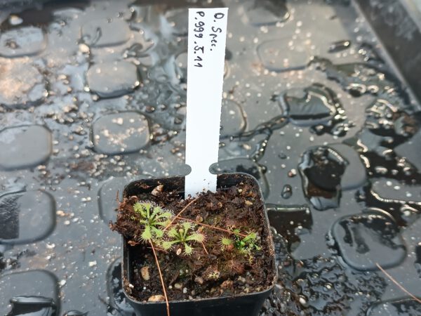 P.999.5.11 Drosera Spezies Mix P.999.5.11