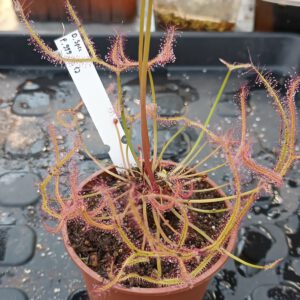 Drosera Spezies Mix P.999.5.12