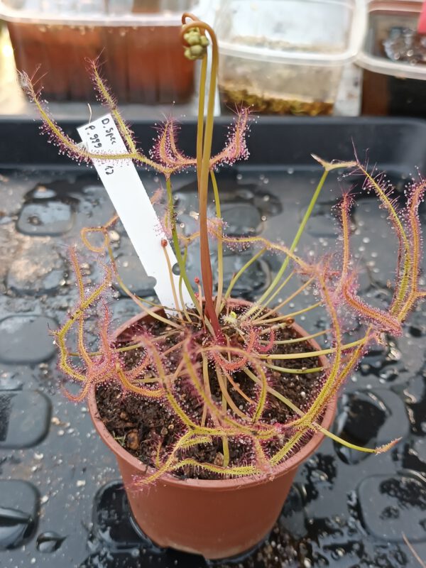 Drosera Spezies Mix P.999.5.12