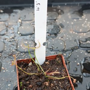 Drosera Spezies Mix P.999.5.13